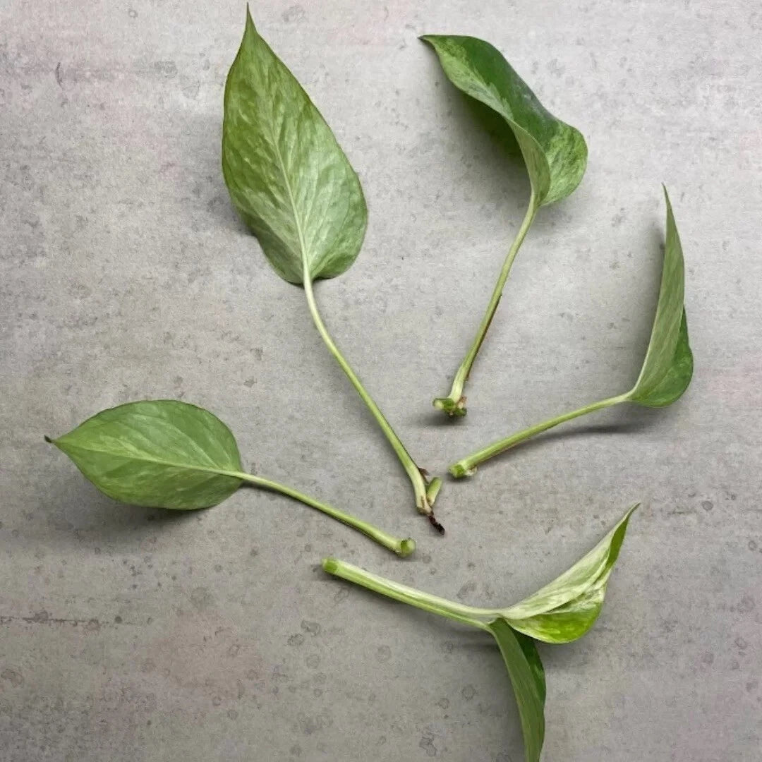 Marble Queen Pothos Cuttings - 4 No Roots in Sphagnum Moss - Epipremnum aureum