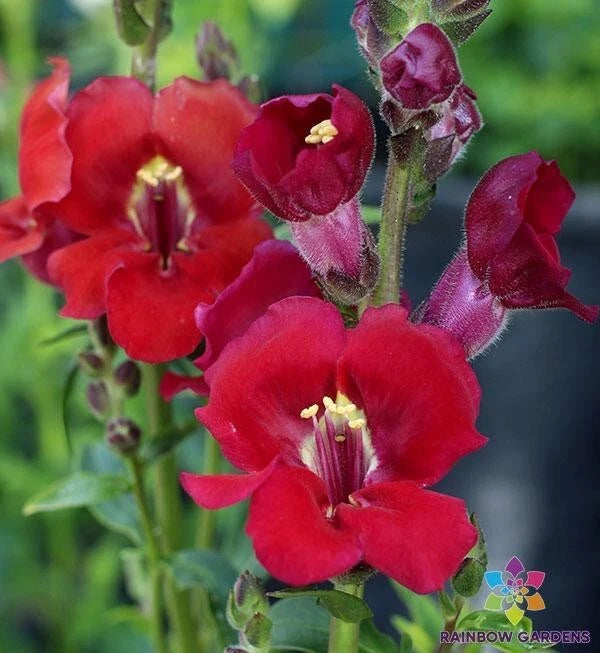 Chantilly Velvet Snapdragon Seeds - 1000+ Seeds for Garden - Antirrhinum majus - USA Grown, Free Shipping