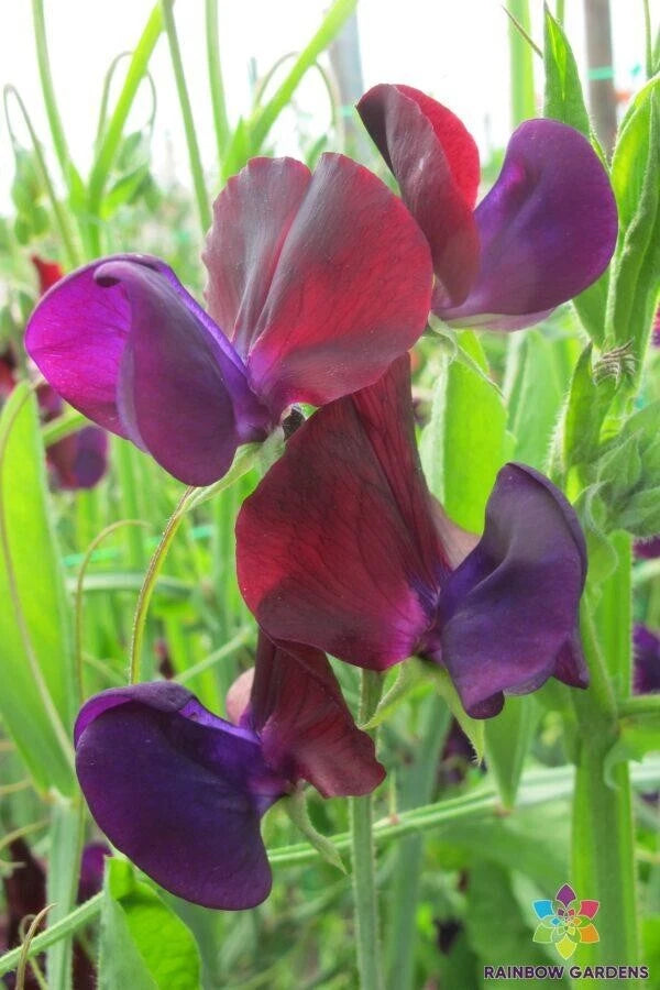 Purple Prince Sweet Pea Seeds - 50+ Pack - Lathyrus odoratus - Ideal for Garden Planting - USA Grown, Free Shipping