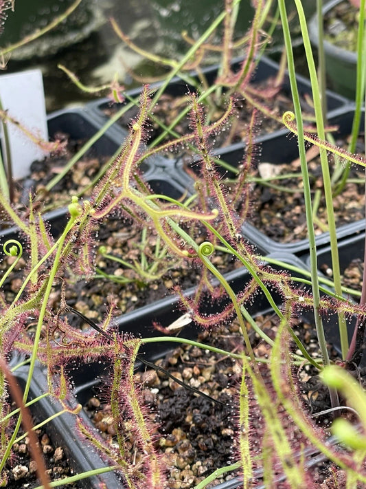 Drosera Binata - Staghorn - Live Bare Root Carnivorous Plant - Unique Insect-Eating Flora for Home Gardens
