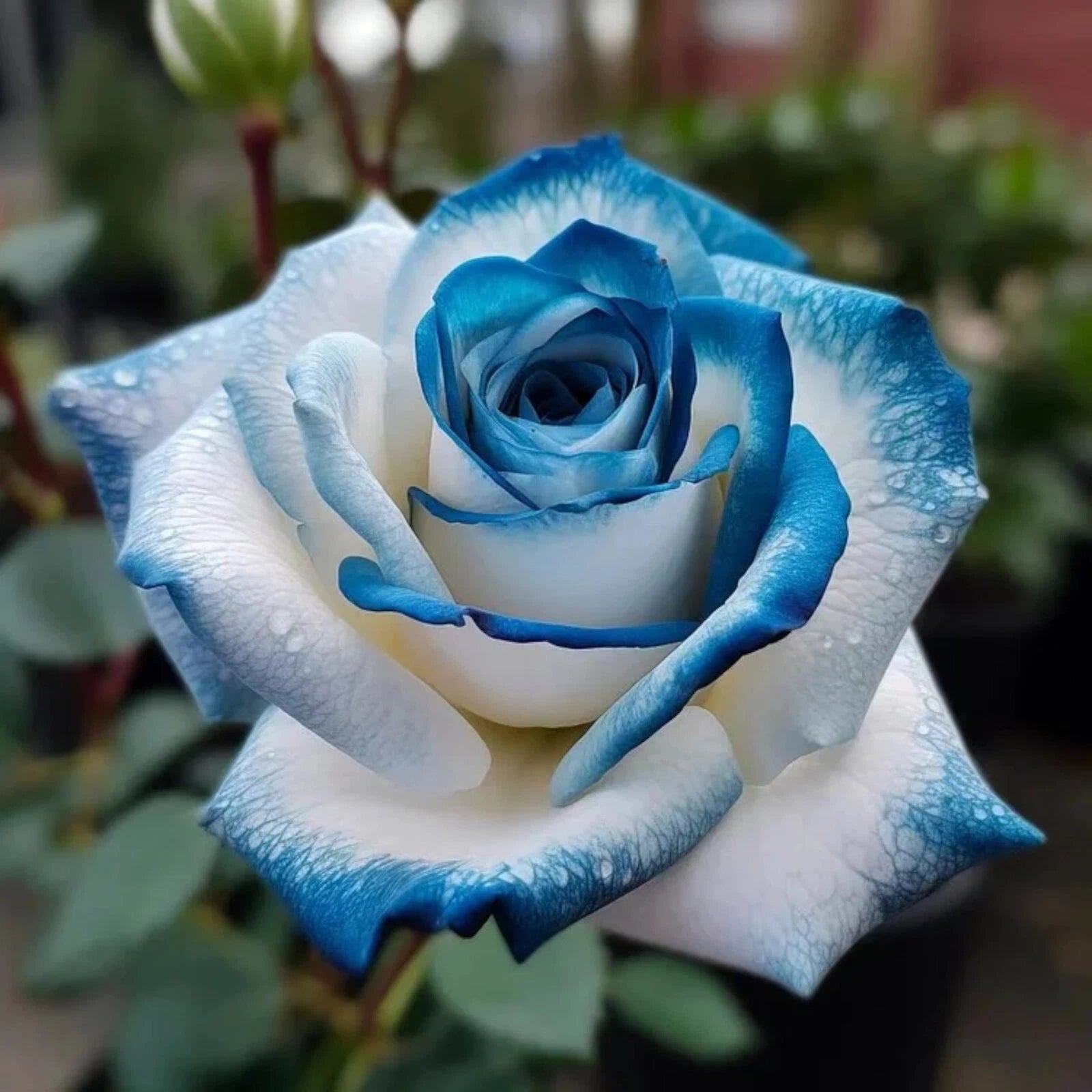 20pcs Sapphire Gem Twin Rose Seeds - Nature's Sparkling Treasures for Your Garden - Rosa spp.