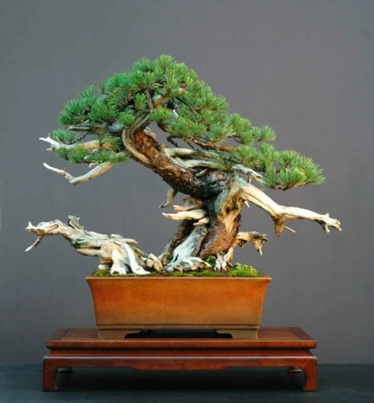 Dwarf Mugo Pine Bonsai Tree Seeds - 30 Count - Pinus mugo pumilio - Easy to Grow, Ideal for Bonsai Cultivation