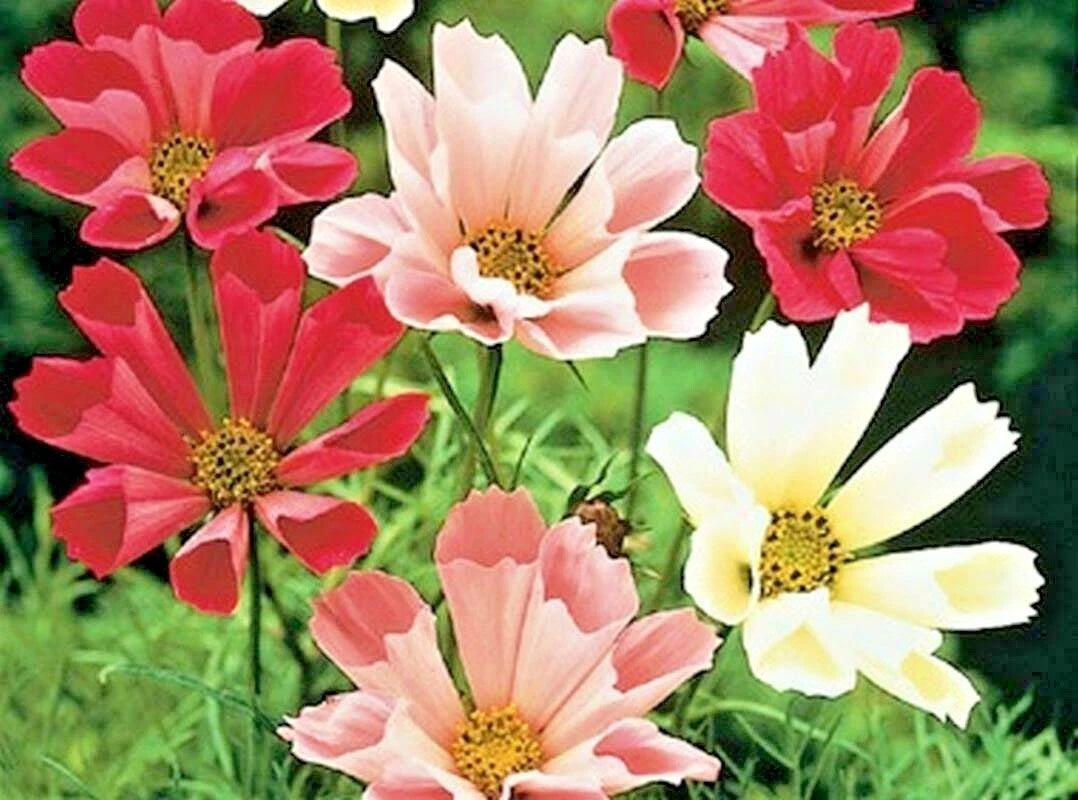 Cosmos Seeds Mix 300+ Seeds Wildflower Heat Drought Tolerant Pollinators (Cosmos bipinnatus)