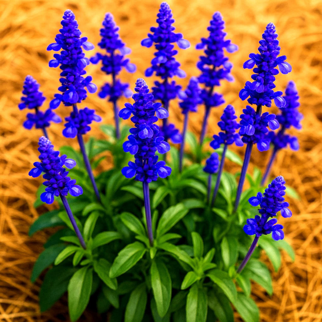 Blue Sage Seeds - 200+ Heirloom Perennial Mosquito Repellent Herb - Salvia azurea