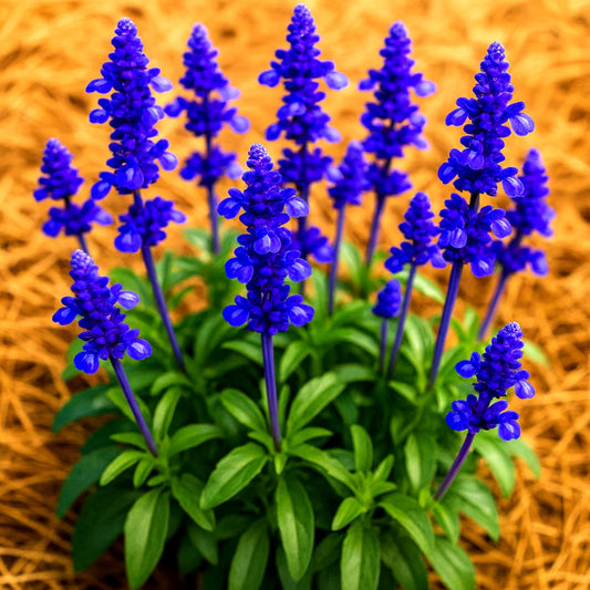 Blue Sage Seeds - 200+ Heirloom Perennial Mosquito Repellent Herb - Salvia azurea