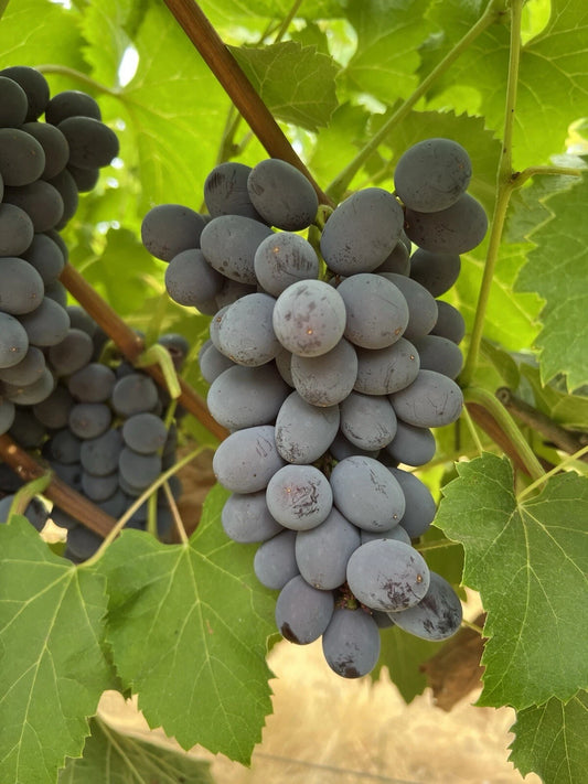 Jupiter Seedless Table Grape Cuttings - 5 Pcs - Vitis labrusca - US Seller