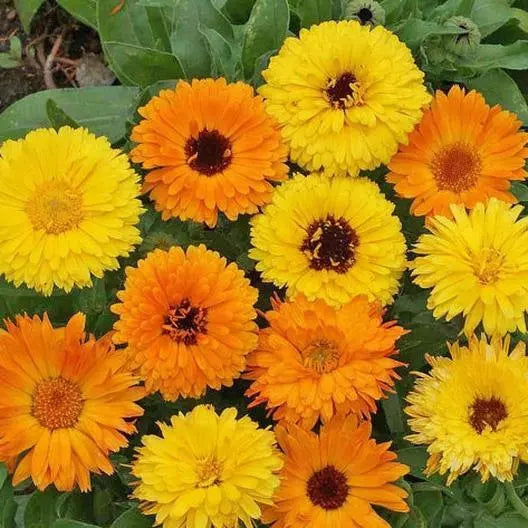 Calendula Seeds | 100 Count | Pacific Beauty Mix Marigold | Edible Heirloom Flowers | Calendula officinalis