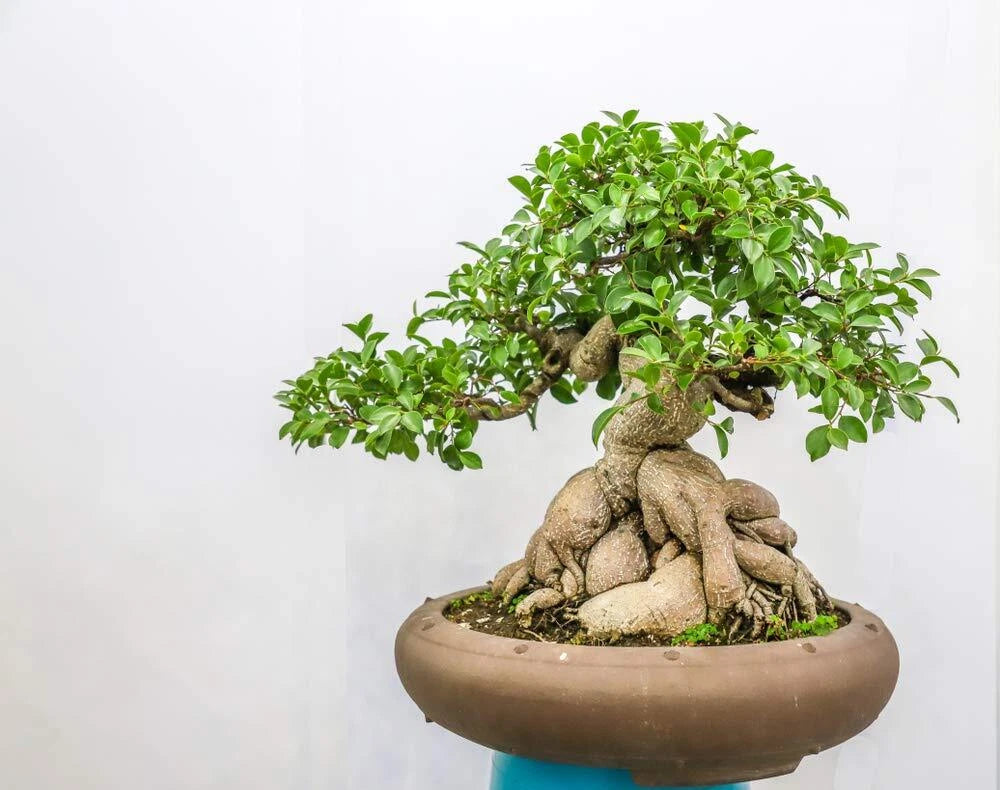 Ficus Bonsai Tree Seeds - 25+ Seeds - Indoor Plant - Ficus retusa - Made in USA