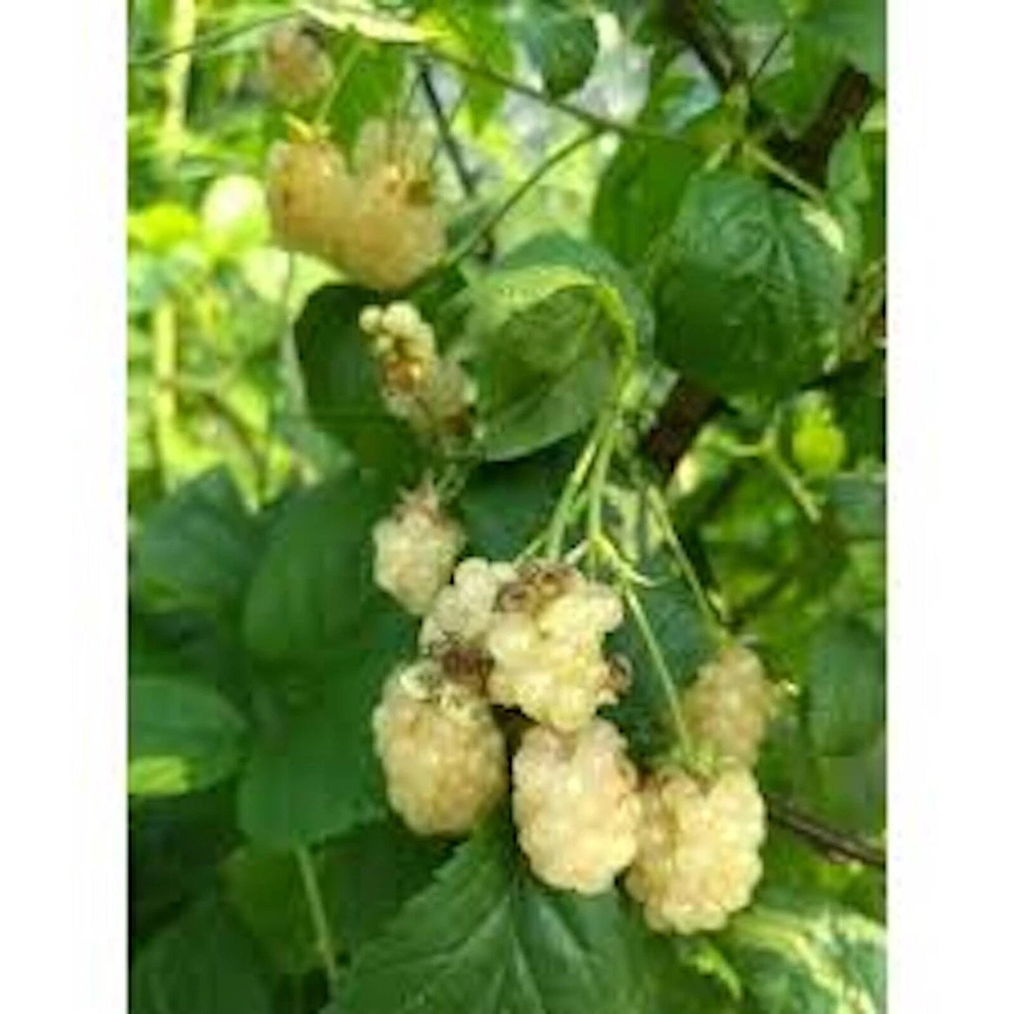 Snowbank Blackberry Plant 10 Pack Rubus White Thorny Edible Fruit Starter, Fast-Growing, Zones 5-9, Unique Flavor