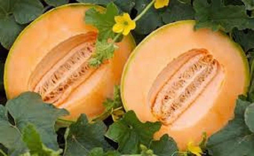 Premium Heirloom Cantaloupe Seeds - Delicious 51 Variety - Sweet and Early - Perfect for Home Gardening