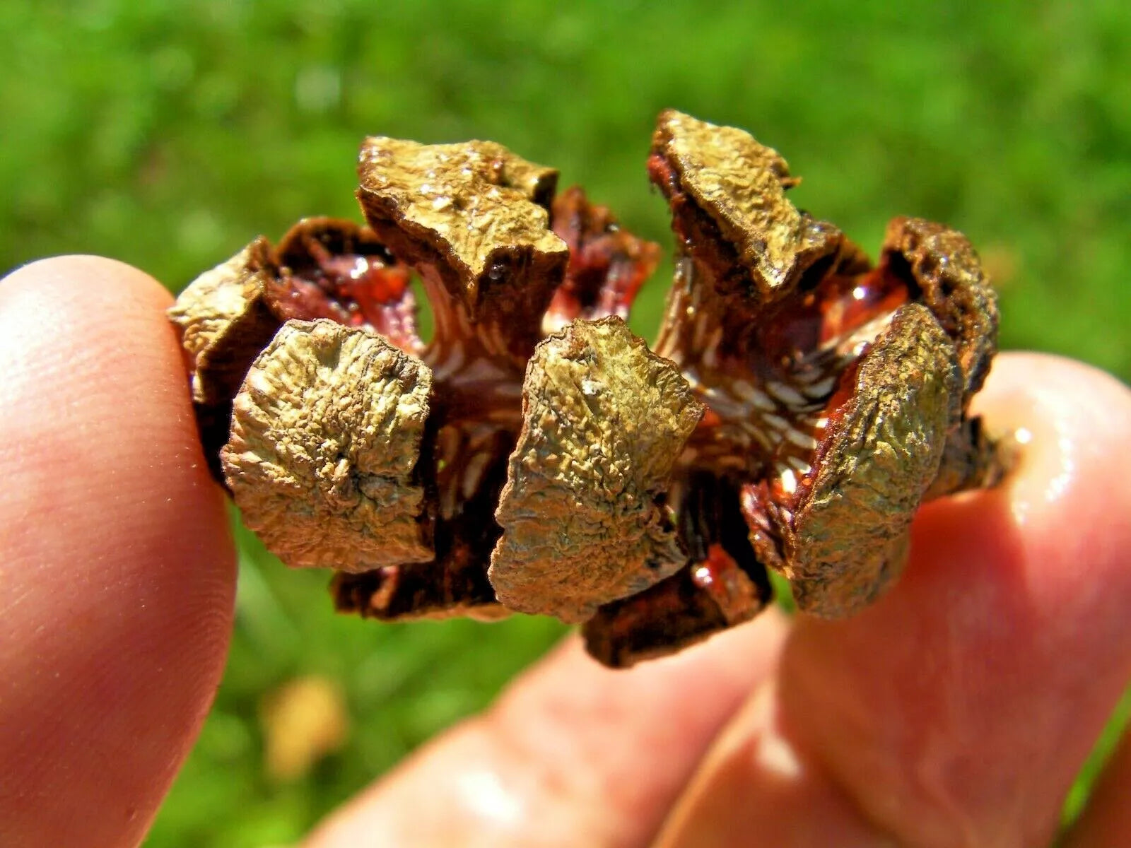 Italian Cypress Pods - 10 Count - Natural Craft Materials - Cupressus sempervirens