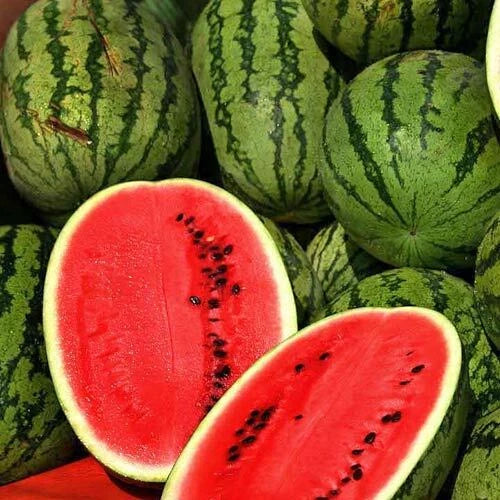 Jubilee Improved Watermelon Seeds | Heirloom Non-GMO Variety | Free Shipping | Citrullus lanatus