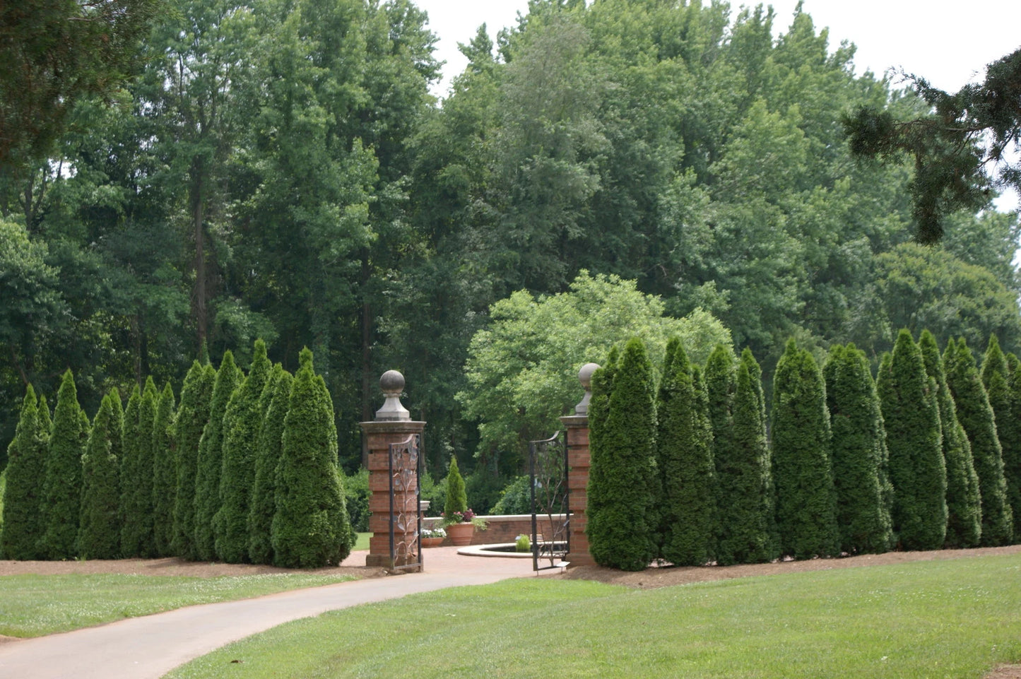 150 Seeds American Arborvitae Tree Thuja Occidentalis – Fast-Growing Evergreen for Hedges and Privacy Screens