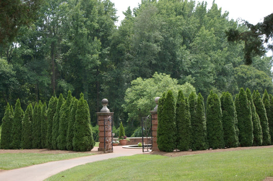150 Seeds American Arborvitae Tree Thuja Occidentalis – Fast-Growing Evergreen for Hedges and Privacy Screens