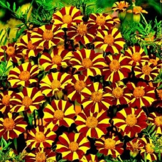 French Marigold Seeds - Court Jester Variety - Harlequin Color - Non-GMO - 100 Seeds - Tagetes patula