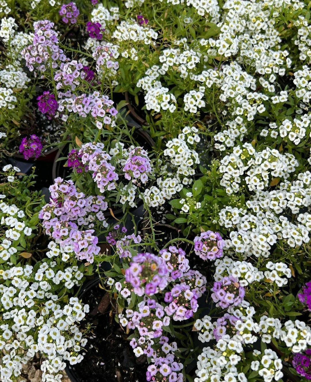 Sweet Alyssum Flower Seeds Color Mix - Purple, White, Lilac - 100 Seeds (Lobularia maritima)