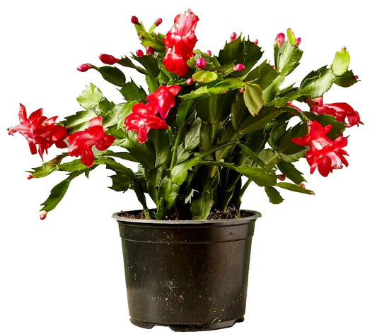 Christmas Cactus Live Plant 4" Pot Red Zygocactus Succulent - Indoor Houseplant