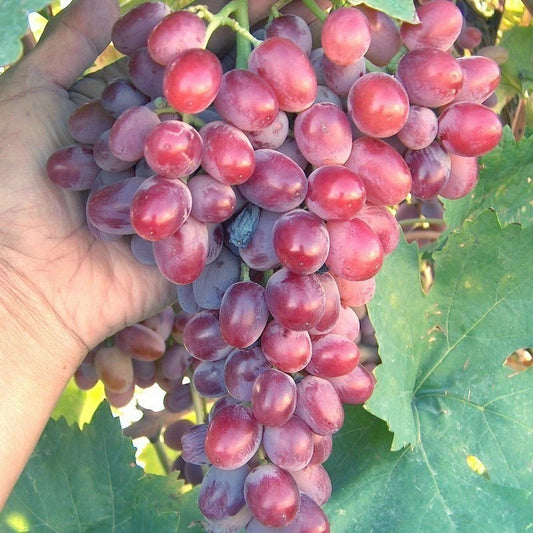 Bulk Crimson Vine Cuttings - Large Red Seedless Table Grape (Vitis vinifera) - Lot of 50