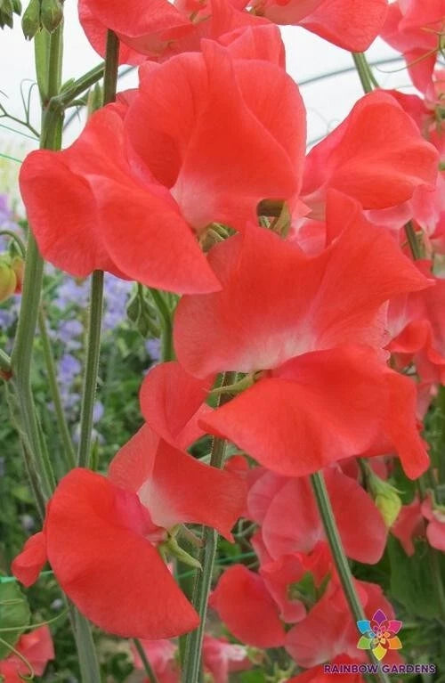Edith Flanagan Sweet Pea Seeds - 50+ Pack - Heirloom Garden Seeds - Lathyrus odoratus - USA