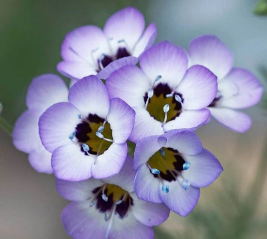 Bird's Eye Flower Seeds - 1000+ Lavender Wildflower Seeds - Desert Loving Variety - USA Grown