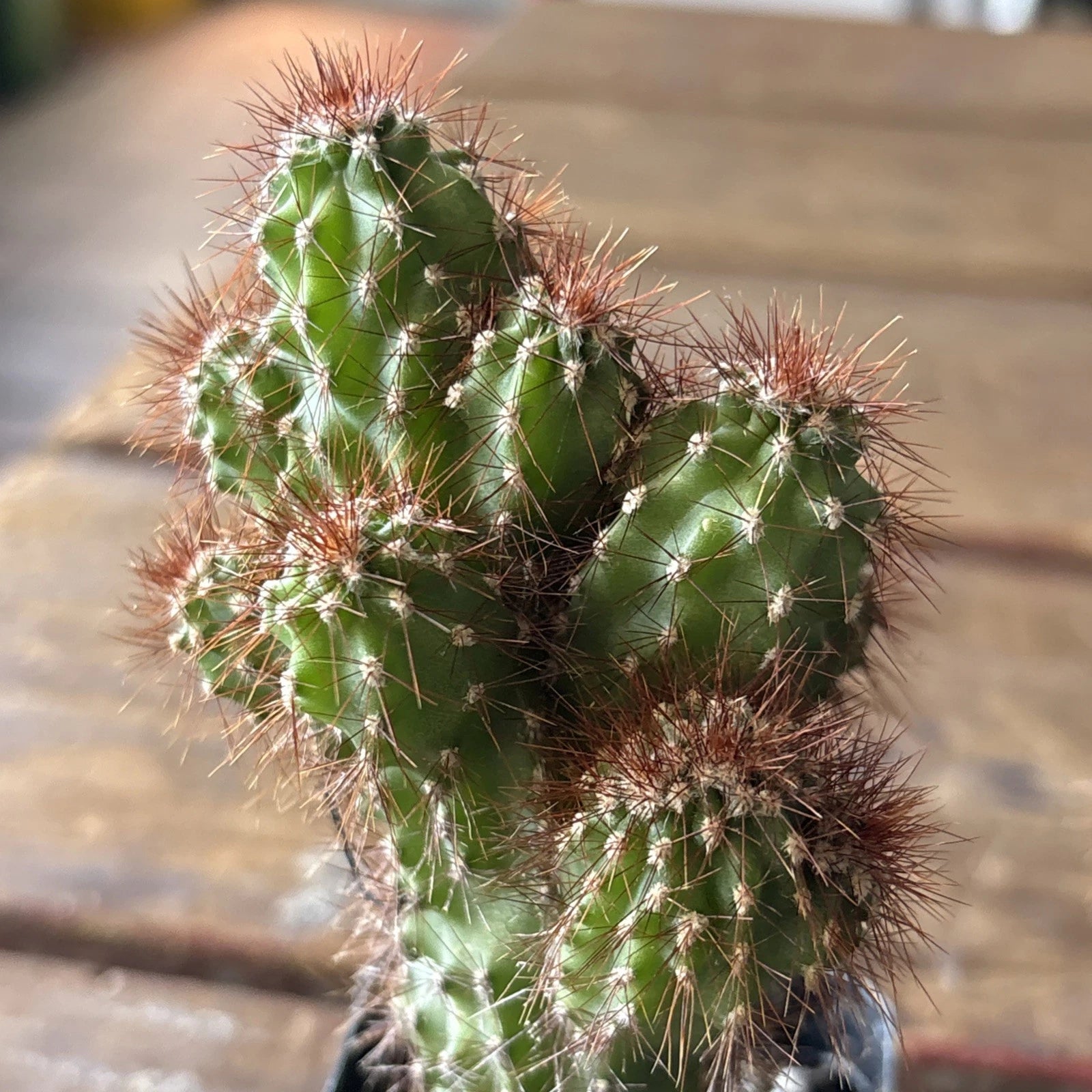 Cereus Plant 4" Pot Monstrose Variety Cereus repandus - Unique Peruvian Cactus for Indoor or Outdoor Decor