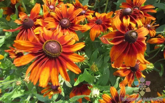 Cappuccino Rudbeckia Seeds - 200+ Count - Garden Planting - Rudbeckia triloba - USA - Free Shipping