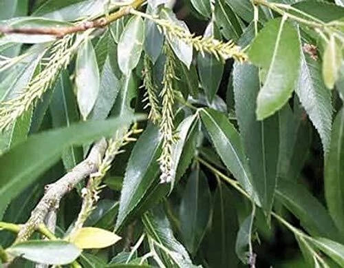 Black Willow Bonsai Tree - Thick Trunk - Live Indoor/Outdoor Plant - Salix nigra