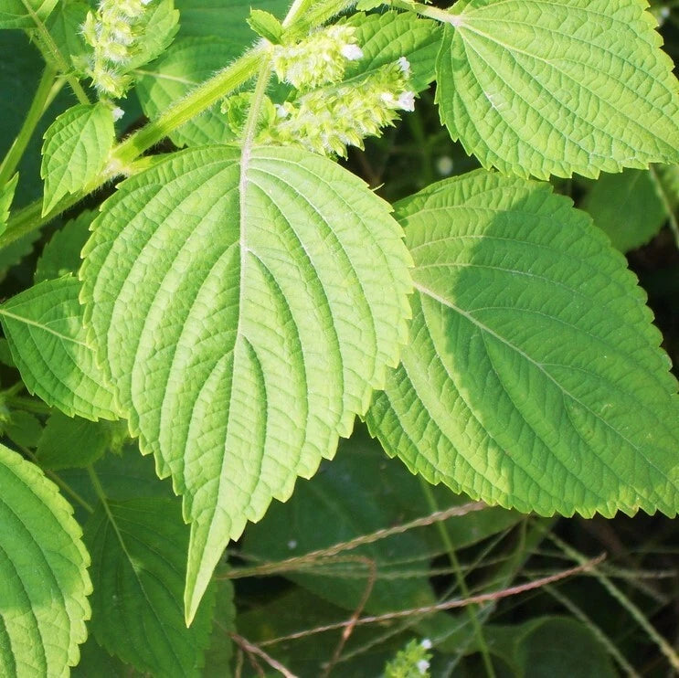 Green Perilla Seeds - Shiso Japanese Mint Basil - Kaennip Asian Herb ...
