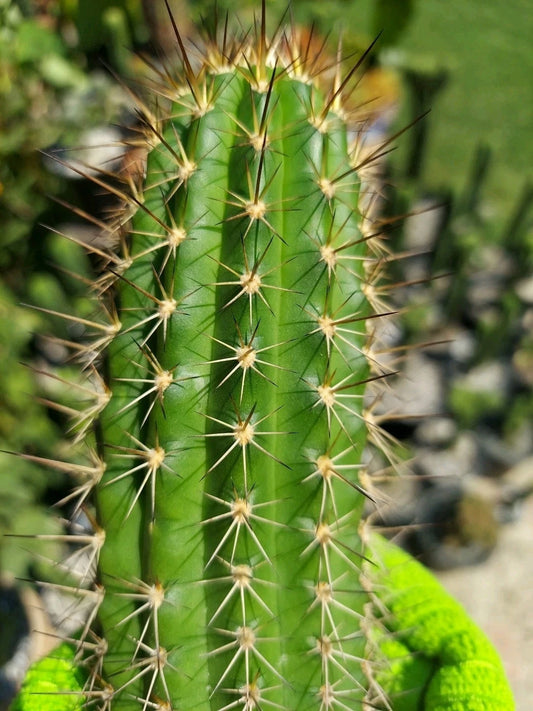 Echinopsis Thelegonus X Grandiflorus Cutting 'Theleflora' - Misplant Lineage Cactus Succulent Plant for Collection