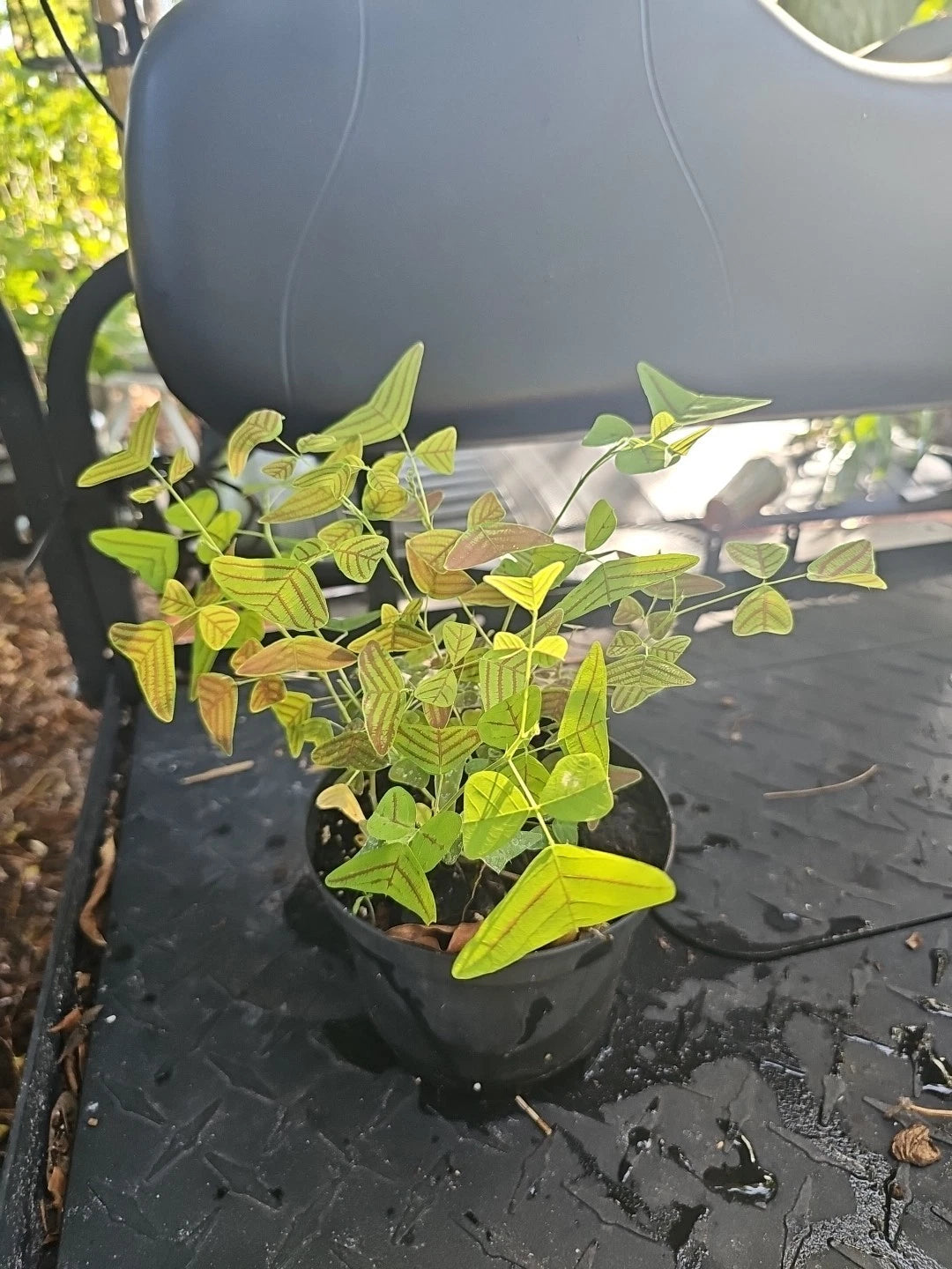 Christia Obcordata Live Plant - Swallowtail Butterfly Wings - Seed Germination - Rare Houseplant