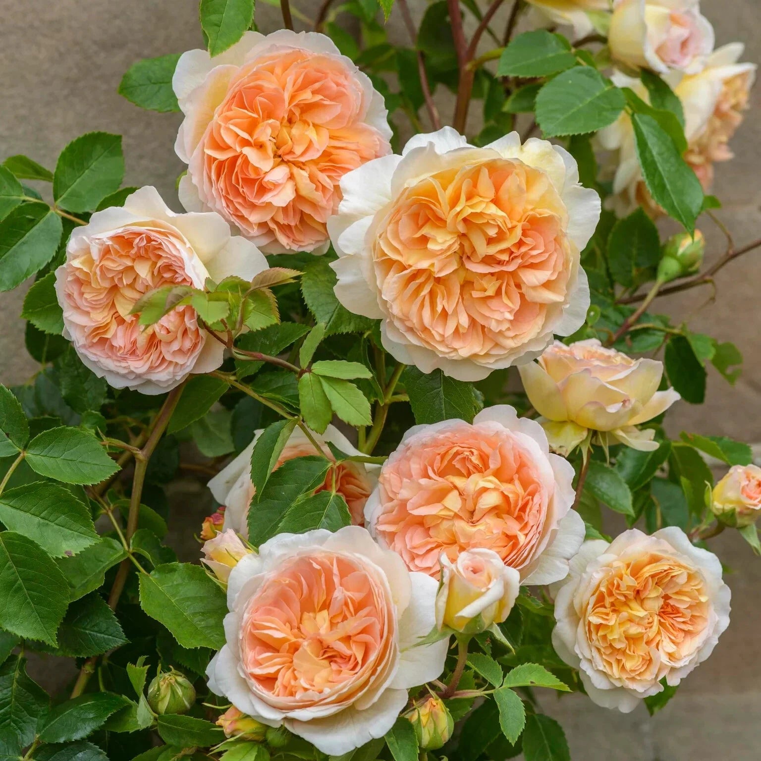 BATHSHEBA Live Rose Cuttings - 5-8" Long - David Austin Rose - Unrooted Fresh Cuttings - Perfect for Gardening