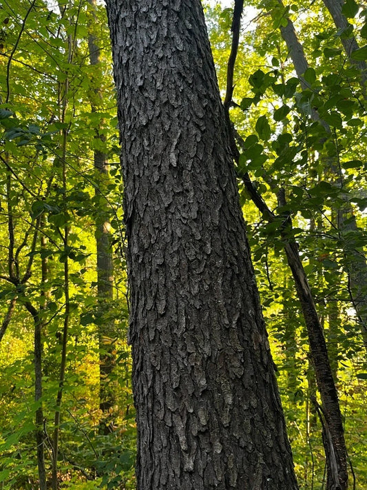 Black Cherry Tree Seeds - Prunus serotina - Wild Cherry Variety - Free Shipping