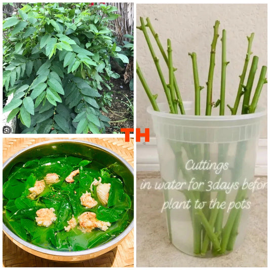 Katuk Cuttings 10 Pack - Asparagus Sweet Leaf, Sauropus Androgynus, Spinach Rau Bồ Ngót