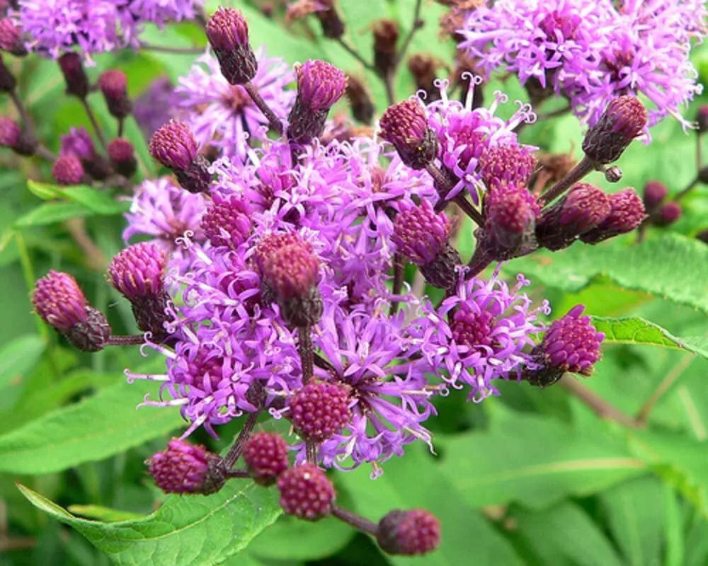 Ironweed Seeds for Planting 100 Seeds, Purple Flowering Plant, Vernonia gigantea
