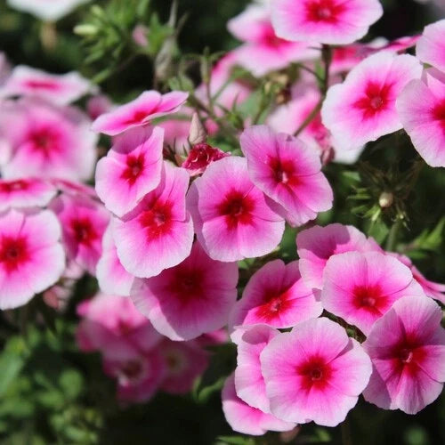 Brilliant Phlox Seeds | 50-500 Count | Flower Seeds | Phlox paniculata | Garden Planting Supplies