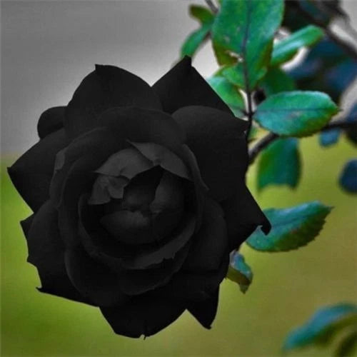 Black Rose Seeds - 10 Perennial Flower Seeds for Bush Shrubs - Dark Flower Variety - US Seller