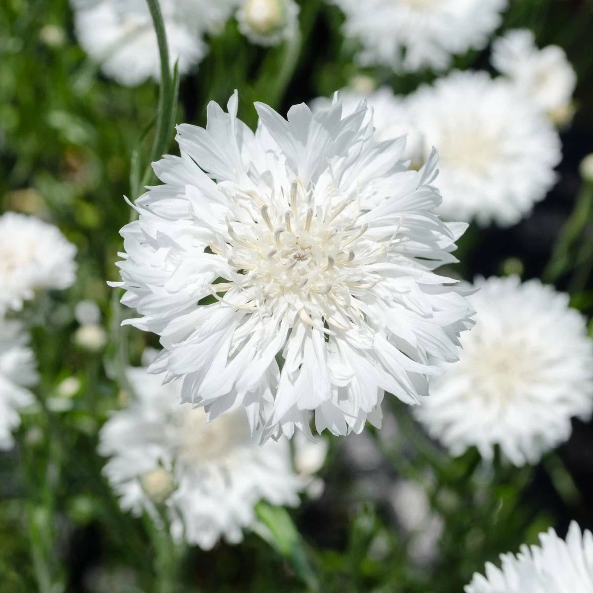 Bachelor Button Cornflower Seeds - 200+ Tall White Flower Seeds - Centaurea cyanus - USA Seller, Free Shipping
