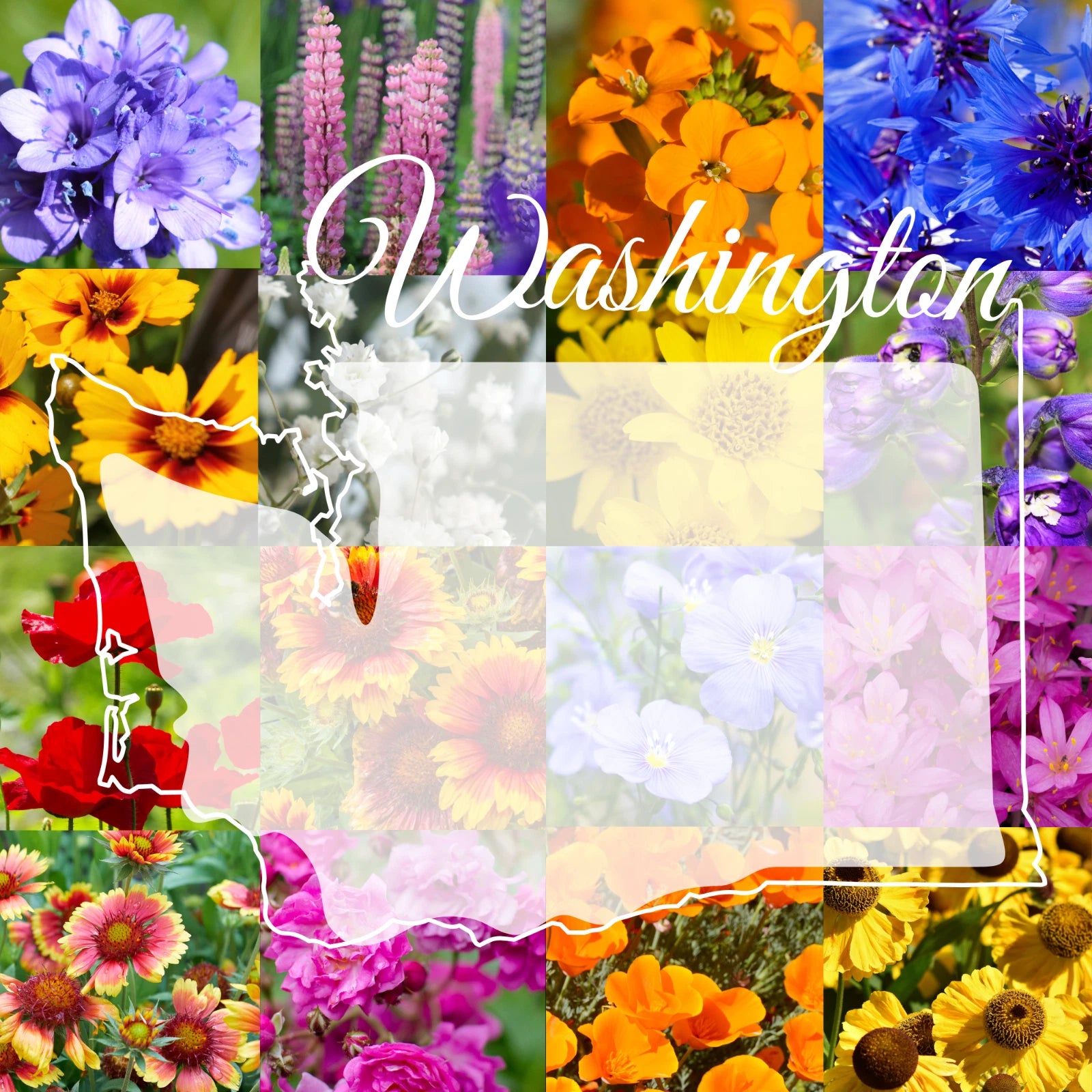 Bulk Wildflower Seed Mix 1lb - Washington Western Variety - Covers 3,200 sq ft - Ideal for Gardens and Pollinators