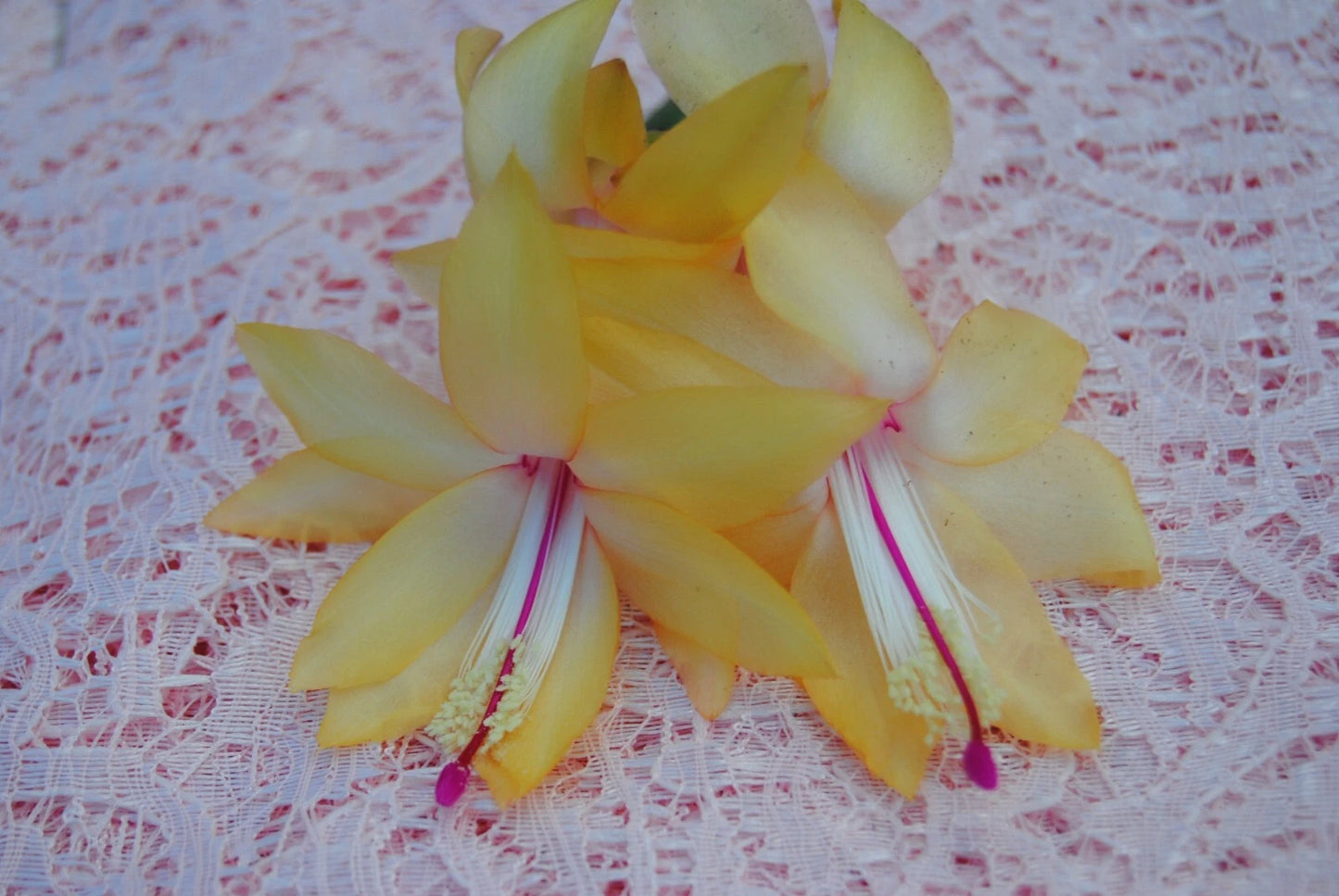 Christmas Cactus Starter Plant - Cambridge Variety - Schlumbergera Truncata