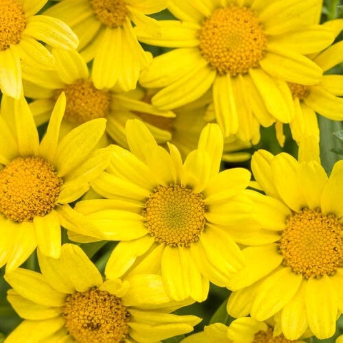 Marguerite Daisy Seeds - 200+ Bright Yellow - Leucanthemum vulgare - Garden Flower Seeds - USA Free Shipping