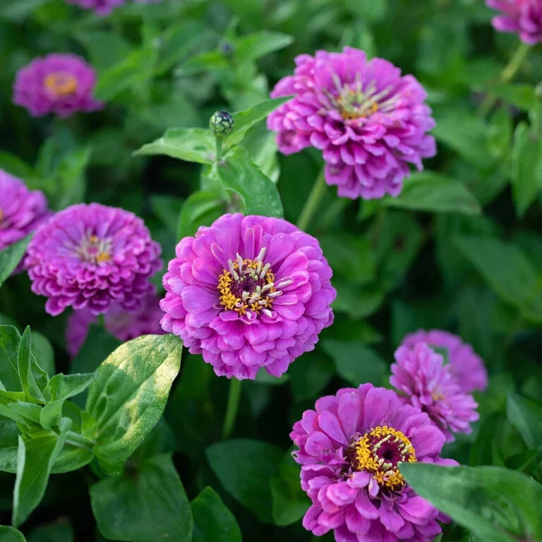 Benary Giant Lilac Zinnia Seeds - 100+ Pack - Zinnia elegans - Ideal for Garden Planting - USA Grown - Free Shipping