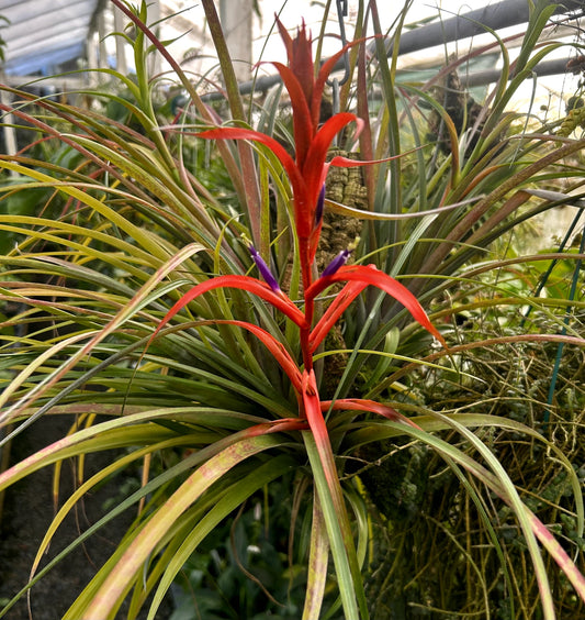 Gorgeous Tillandsia foliosa Bromeliad Plant in Spike - Mexican Green Leaf Air Plant