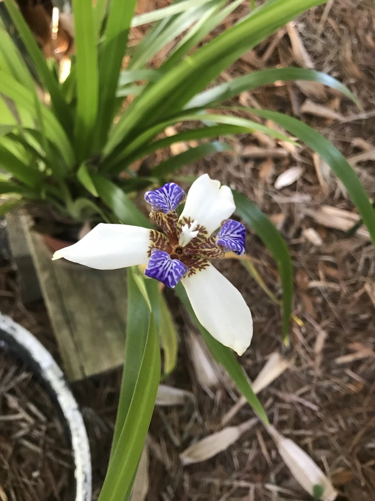 4 Pack Walking Apostle Iris Seedlings, White and Blue Blooms, Fragrant Shade Garden Plant, Iris germanica