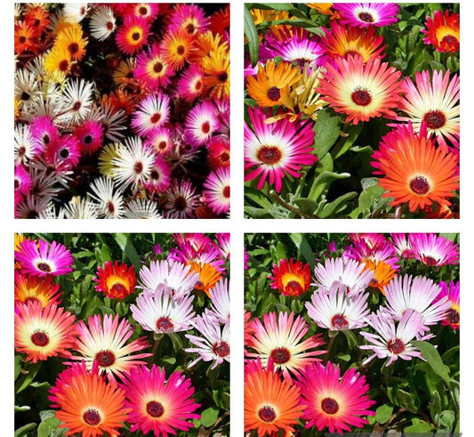 1000+ Seeds Daisy Ice Plant Livingstone Mix, Drought Tolerant Succulent, Delosperma spp.