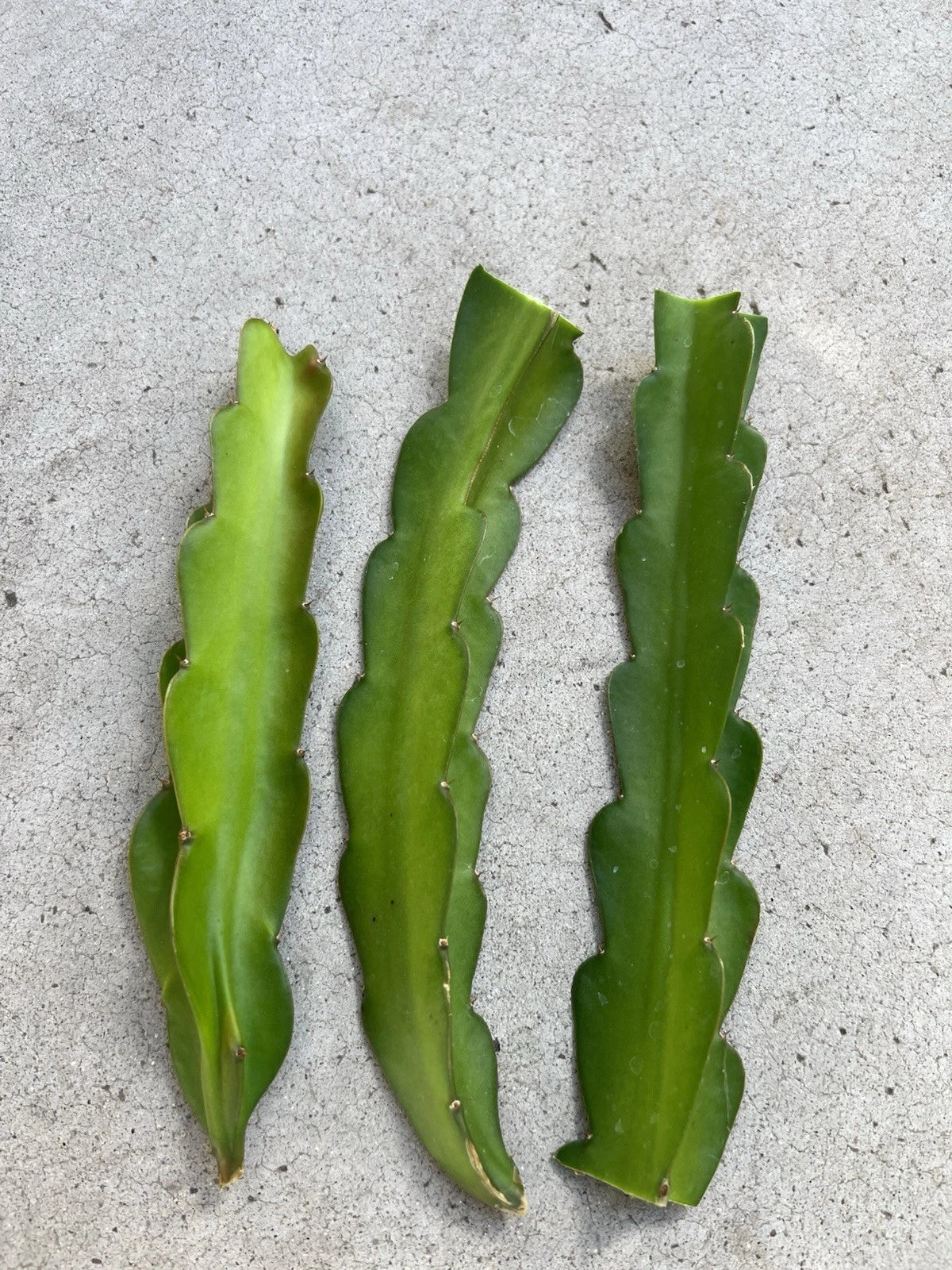 American Beauty Dragon Fruit Cuttings 8 Inch - Self Pollinating - Hylocereus undatus