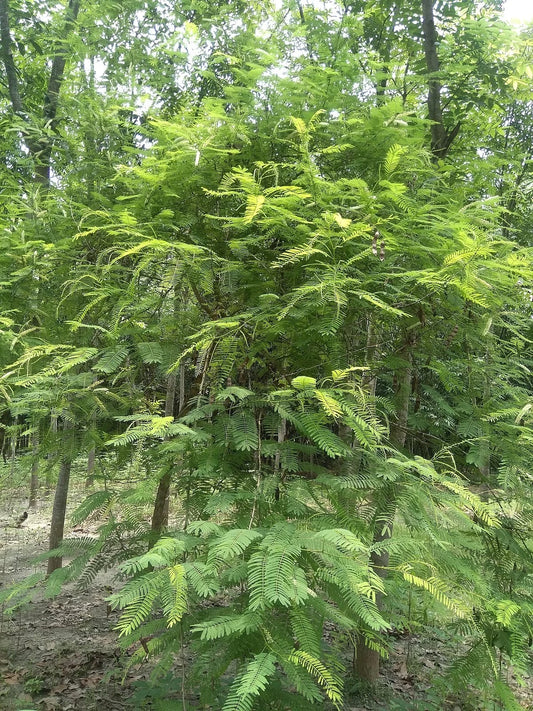 Acacia Senegalia Seeds - 30 Black Cutch Tree Seeds - Catechu Variety for Planting