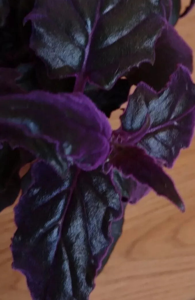 Purple Passion Plant - LIVE 4" Purple Velvet Gynura Aurantiaca - Rare Indoor Houseplant