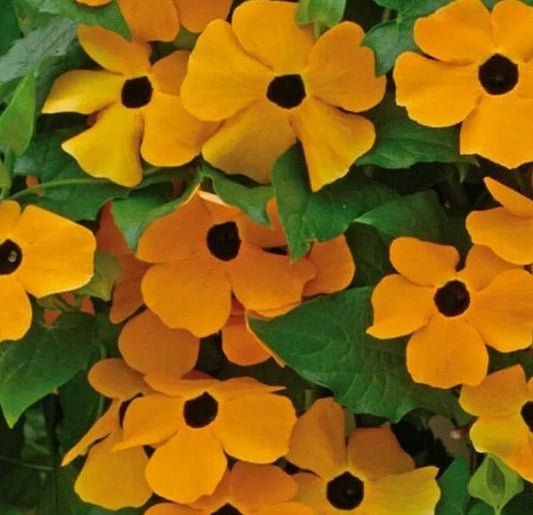 Black Eyed Susan Vine Seeds 50+ Annual Flower Orange Yellow - Thunbergia alata