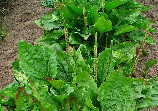100+ Broadleaf Plantain Seeds - Waybread, Greater Plantain (Plantago major) - Heirloom Garden Seeds for Natural Remedies
