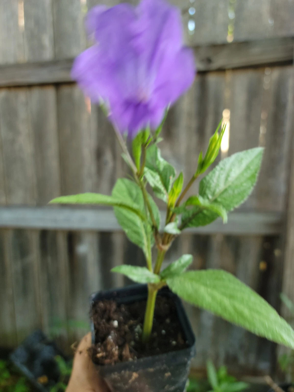 Purple Mexican Petunia Live Plant 2 Inch Ruellia tweediana 'Purple Showers' Flowering Perennial Garden Plant